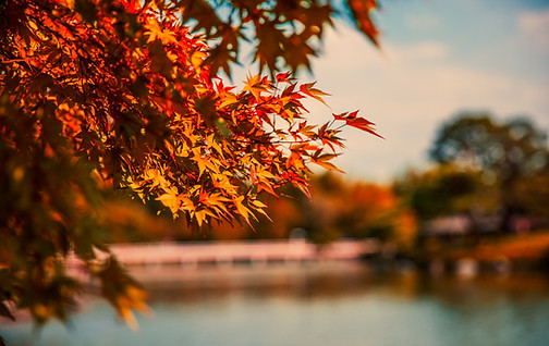 Image by Lyndon Li