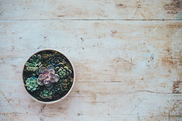 Image by Annie Spratt