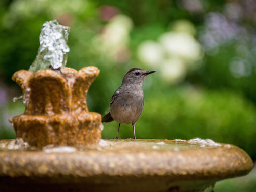FROM THE ARCHIVES: To Fountain Or Not To Fountain? That Is The Question...