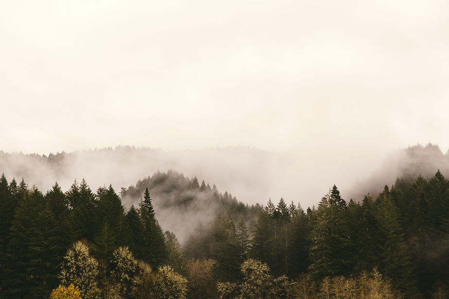 Image by roya ann miller