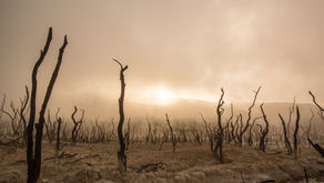 Day 29: No Possum, No Sop, No Taters by Wallace Stevens