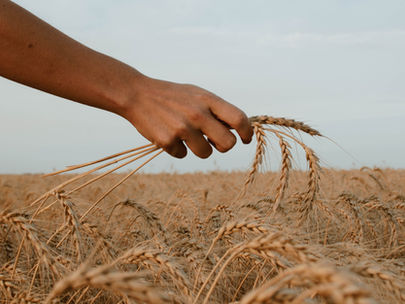 The Role of Farms.io in Climate-Smart Agriculture: Addressing Climate Risks for Agri Businesses