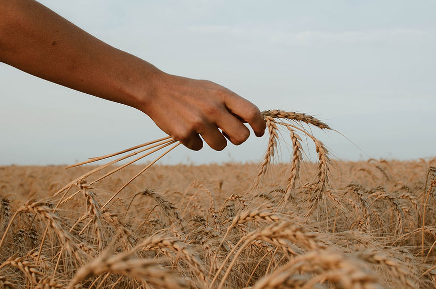 Hardworking Farmer Holding Crop In His Hand