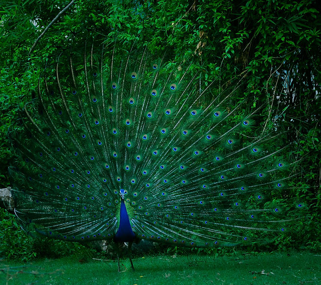 Image by Vivek Doshi