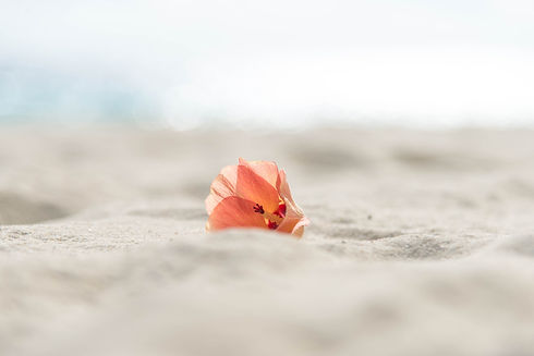 Image by Shaafi Ali