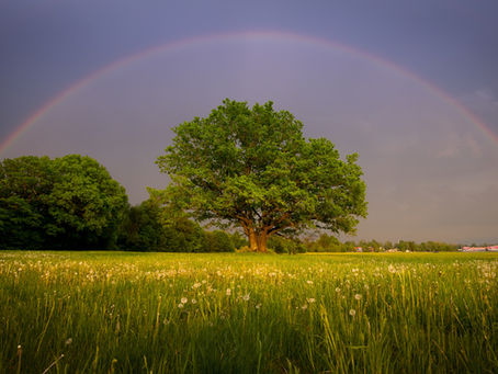 10. CRAVING FOR CRITICISM / OAK TREE