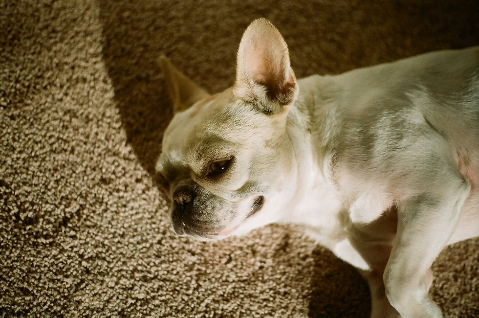 White dog laying on damaged carpet.