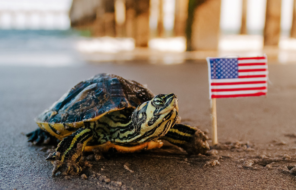 Scales 'N Tails tortoise