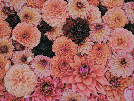 Dahlia Growing Guide - Tips and Tricks