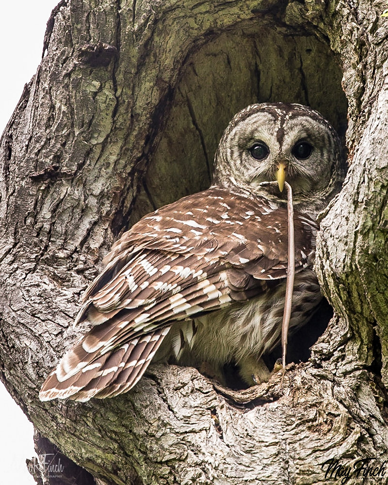 Barred Owl Totem and Meanings Small but Mighty