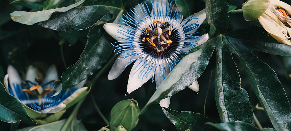 Image by Anya Chernik