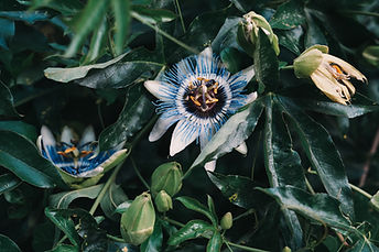 Image by Anya Chernik