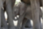 Baby African elephant sheltered between adult legs.