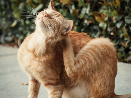 Como controlar pulgas e carrapatos em cães e gatos?