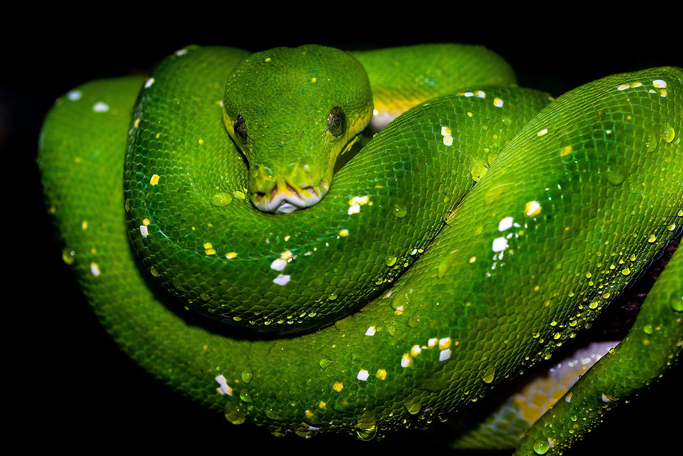 Perching Green Tree Python Morelia viridis