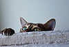Image by Chris Smith