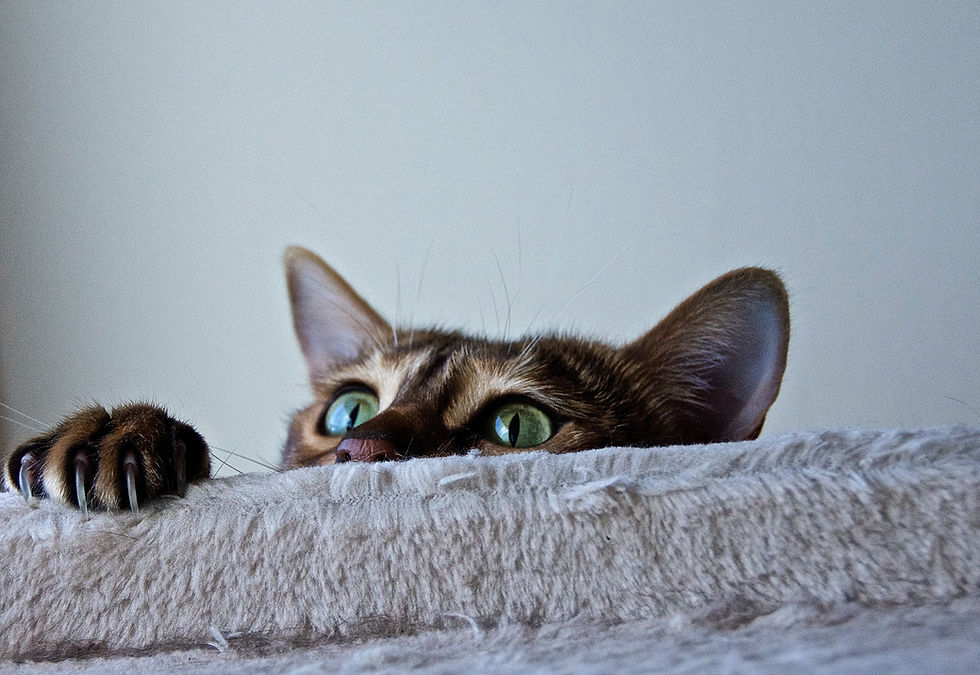 cat playing peek-a-boo pet insurance