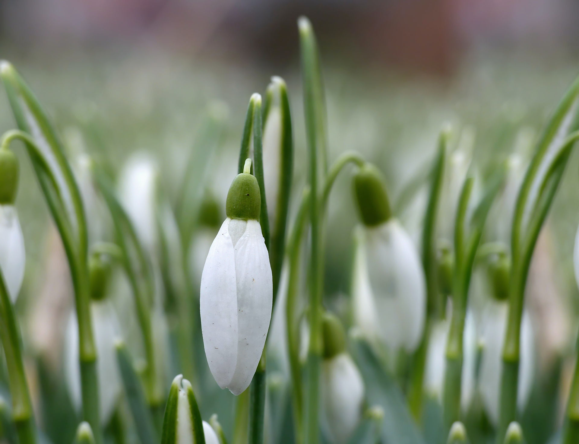 Erste Schneeglöckchen brechen durch den Schnee, zartes Grün und Weiß, Symbol für beginnendes Leben im Winter.