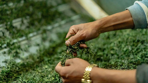 Image by Nepal Tea Collective