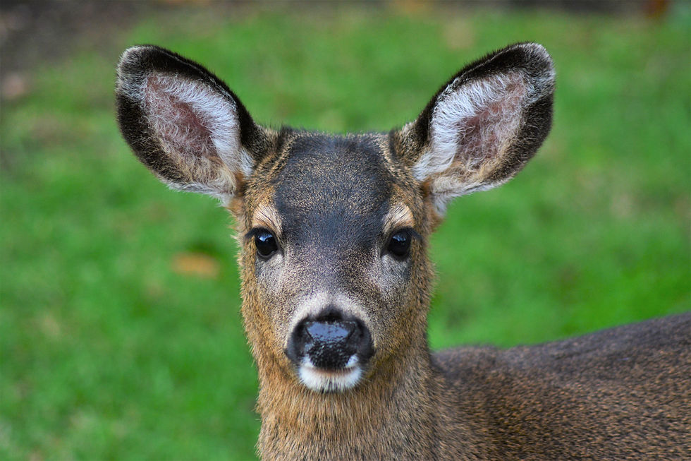 Junges Reh auf einer grünen Wiese.