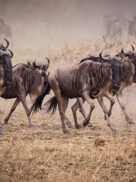 Wildebeest migration herd crossing open plains in the Serengeti