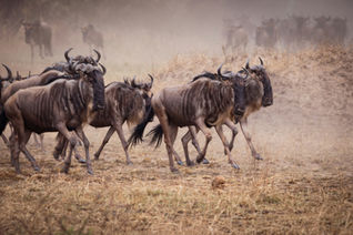 Best Time for Serengeti Wildebeest Migration Safari