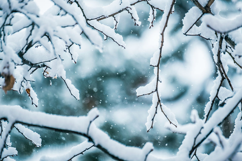 Snow-covered branches with falling snowflakes against a blurred background. The image evokes a serene, wintry atmosphere.