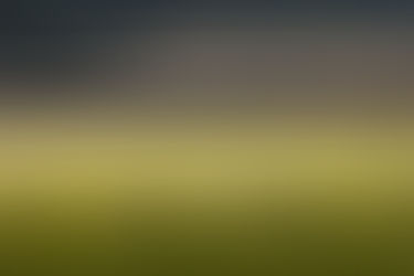 A field of sheep with hills in the distance.