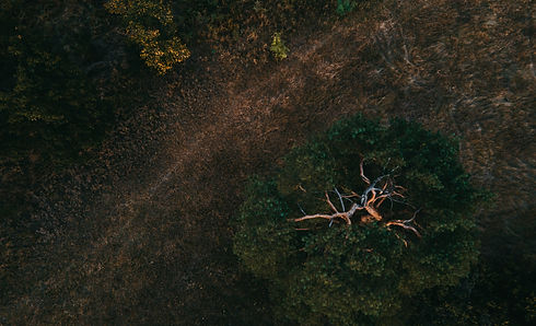 Image by Fabian Albert