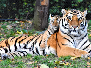 World Animal Day – Act Now to Protect Our Planet's Most Vulnerable Species