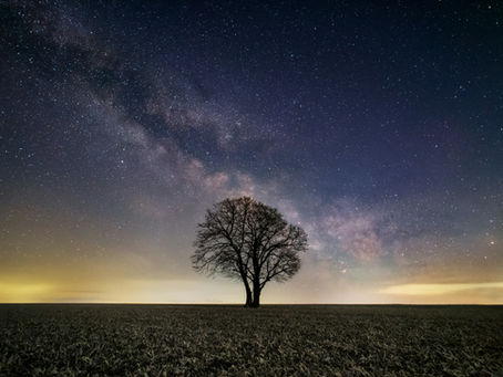 A tree and stars