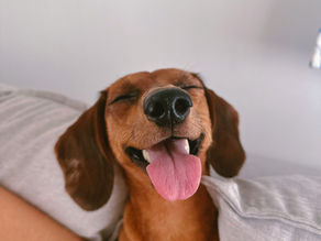 Cachorro teckel o salchicha de criadero de cachorros teckel en bogota colombia