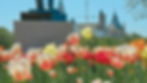 High angle view of a picnic setup with tulips in the background at the Canadian Tulip Festival