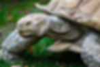 tortoise in the grass