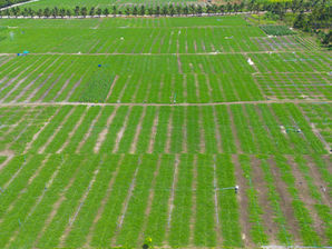 Program Makan Bergizi Gratis: Saatnya Evaluasi Menyeluruh Sebelum Melangkah Lebih Jauh