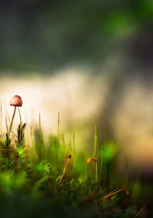 Image by Marek Piwnicki