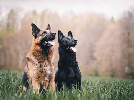 7 Pro Tips for Training Your German Shepherd
