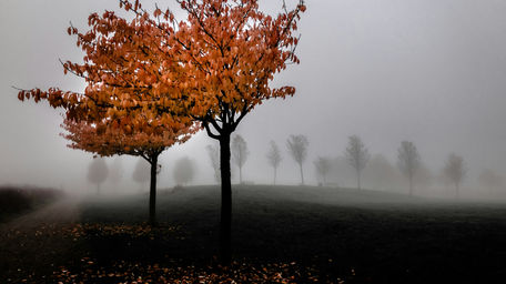 Herbstmüdigkeit bei Frauen – Nebel im Spätherbst symbolisiert mentale Erschöpfung und das Bedürfnis nach innerer Ruhe
