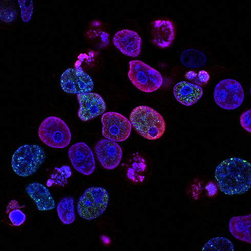 Image by National Cancer Institute