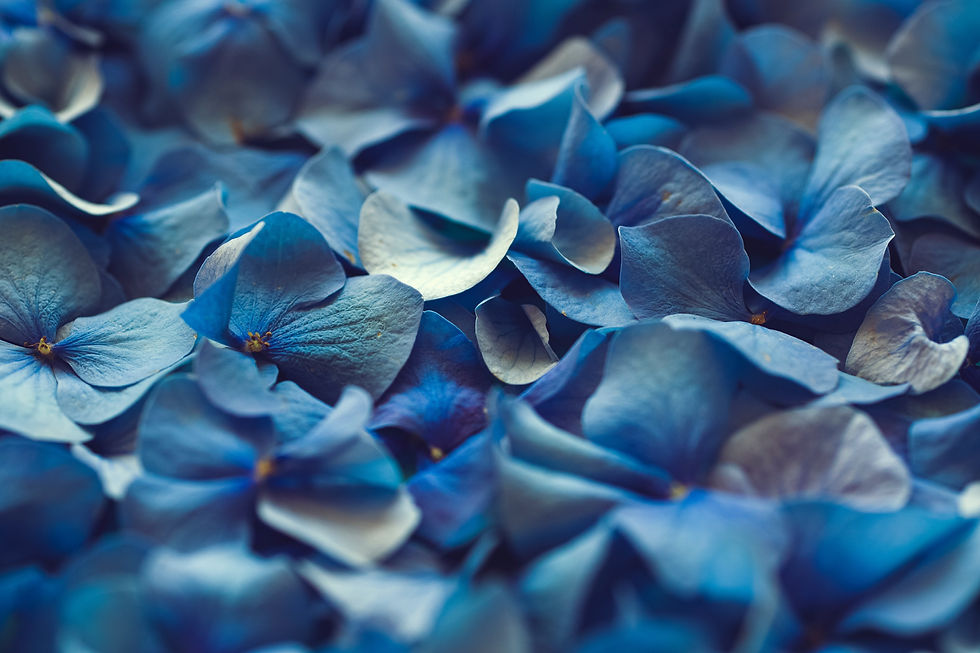 Image by Markus Spiske
