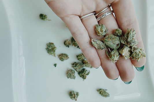 The Beginner's Guide to Choosing the Best Marijuana Strain