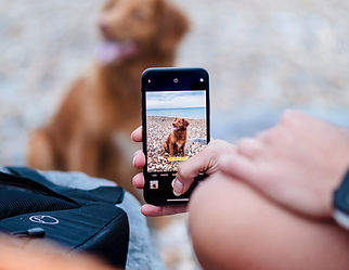 dog sitter phone
