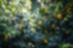 Des citronniers sous le soleil