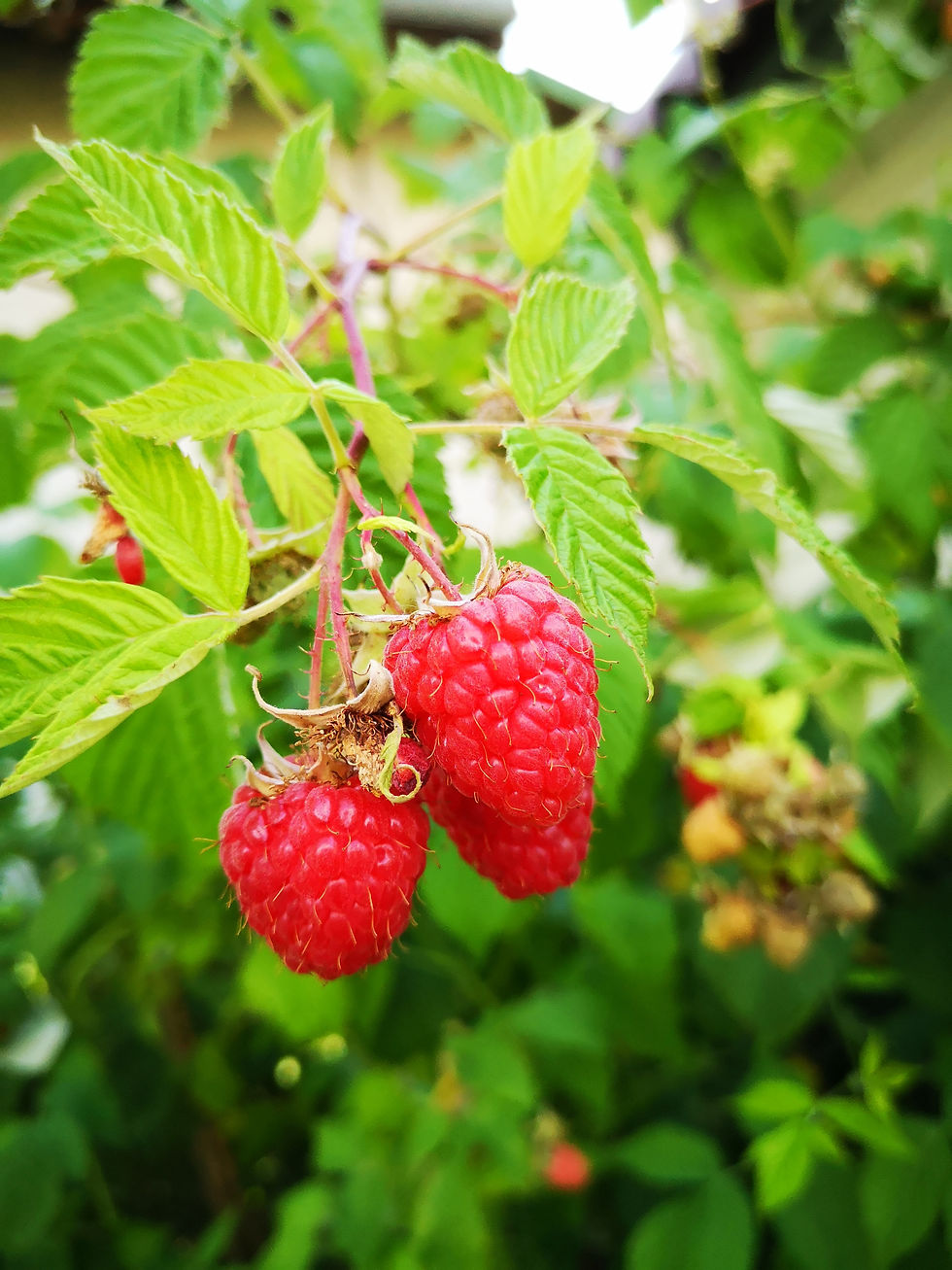 Red raspberries hanging on a vine with green leaves, set against a blurred, lush garden background. Bright and vibrant colors.