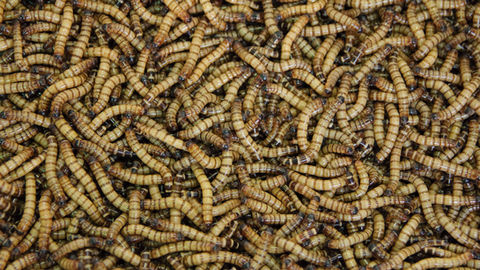 What motivates consumers to accept whole and processed mealworms in their diets?