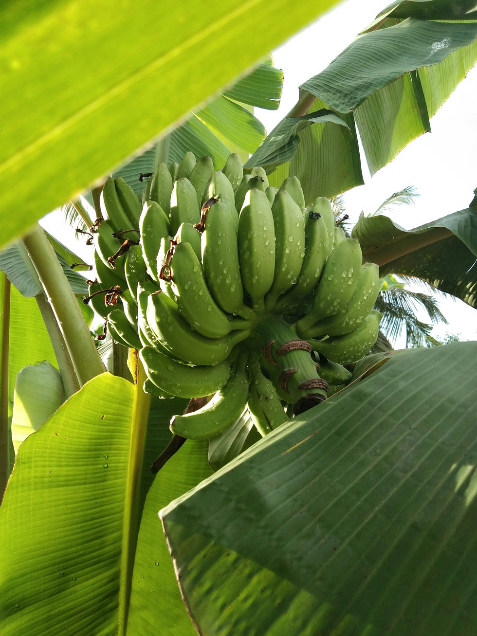Image by Palls Durai