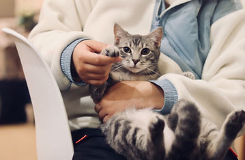 cat with veterinarian cuddling
