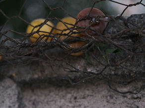 Rusty wire fence in foreground with blurred yellow and pink fruit behind it on a branch, against a soft green-gray background.