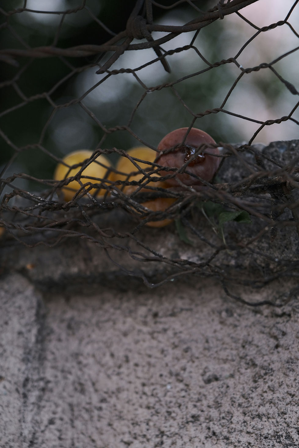 Rusty wire fence in foreground with blurred yellow and pink fruit behind it on a branch, against a soft green-gray background.