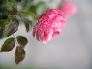 Close-up of a pink rose with speckled petals, set against a blurred gray background. Green leaves with brown spots add texture.